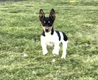 Fin, a female Teddy Roosevelt Terrier for sale in Caddo Mills, TX – Photo 4 of 6