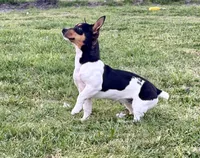 Fin, a female Teddy Roosevelt Terrier for sale in Caddo Mills, TX – Photo 2 of 6