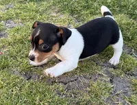 Izzy, a female Teddy Roosevelt Terrier for sale in Caddo Mills, TX – Photo 4 of 4
