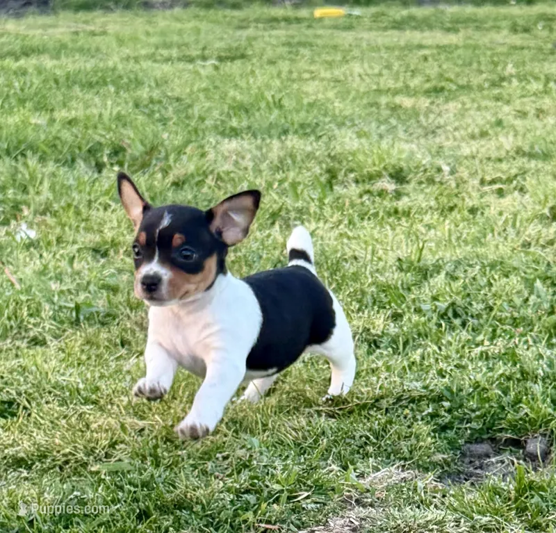 Izzy – Teddy Roosevelt Terrier puppy for sale in Caddo Mills, TX