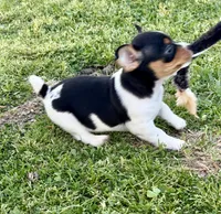 Izzy, a female Teddy Roosevelt Terrier for sale in Caddo Mills, TX – Photo 2 of 4