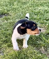 Izzy, a female Teddy Roosevelt Terrier for sale in Caddo Mills, TX – Photo 3 of 4