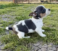 Gloria, a female Teddy Roosevelt Terrier for sale in Caddo Mills, TX – Photo 5 of 5