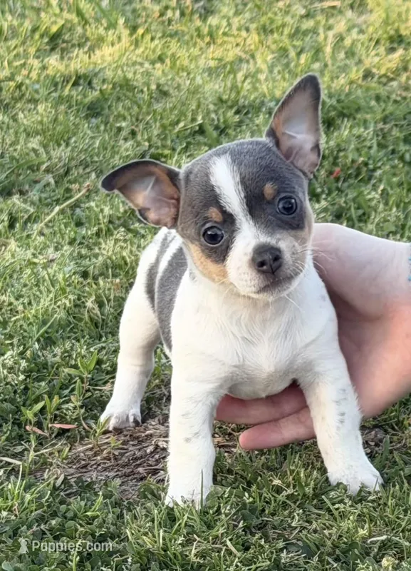 Gloria – Teddy Roosevelt Terrier puppy for sale in Caddo Mills, TX