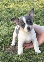 Gloria, a female Teddy Roosevelt Terrier for sale in Caddo Mills, TX – Photo 1 of 5