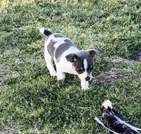 Gloria, a female Teddy Roosevelt Terrier for sale in Caddo Mills, TX – Photo 3 of 5