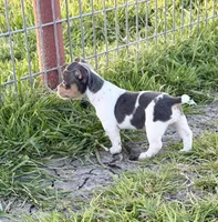 Gloria, a female Teddy Roosevelt Terrier for sale in Caddo Mills, TX – Photo 2 of 5