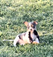Gloria, a female Teddy Roosevelt Terrier for sale in Caddo Mills, TX – Photo 4 of 5