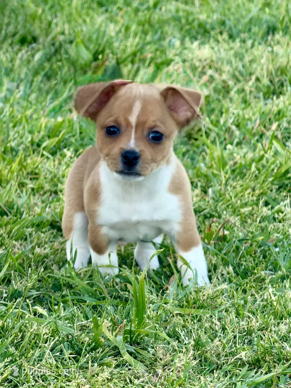 Cisco – Teddy Roosevelt Terrier puppy for sale in Caddo Mills, TX