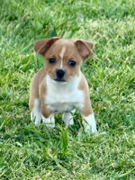 Cisco, a male Teddy Roosevelt Terrier for sale in Caddo Mills, TX – Photo 1 of 4