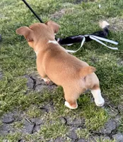 Cisco, a male Teddy Roosevelt Terrier for sale in Caddo Mills, TX – Photo 3 of 4