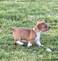 Cisco, a male Teddy Roosevelt Terrier for sale in Caddo Mills, TX – Photo 2 of 4