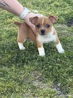 Cisco, a male Teddy Roosevelt Terrier for sale in Caddo Mills, TX – Photo 4 of 4