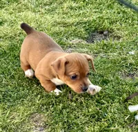 Mickey, a male Teddy Roosevelt Terrier for sale in Caddo Mills, TX – Photo 2 of 4