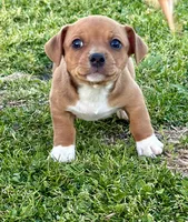 Mickey, a male Teddy Roosevelt Terrier for sale in Caddo Mills, TX – Photo 1 of 4