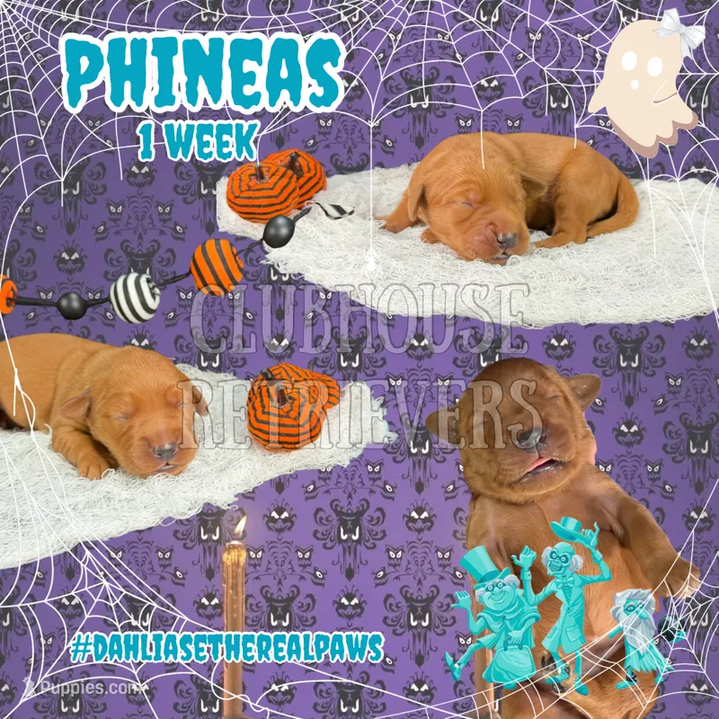 Phineas – Golden Retriever puppy for sale in El Mirage, AZ