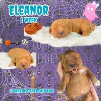 Eleanor, a female Golden Retriever for sale in El Mirage, AZ – 1 of 4