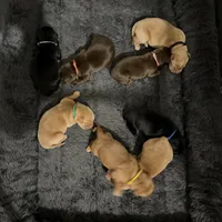 Chief Bogo, a male Goldador for sale in El Mirage, AZ – Photo 3 of 3