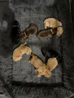 Chief Bogo, a male Goldador for sale in El Mirage, AZ – Photo 3 of 3