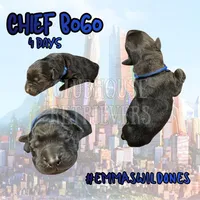 Chief Bogo, a male Goldador for sale in El Mirage, AZ – Photo 1 of 3