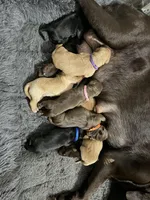 Chief Bogo, a male Goldador for sale in El Mirage, AZ – Photo 2 of 3