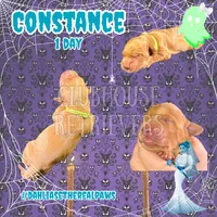 Constance, a female Golden Retriever for sale in El Mirage, AZ – 1 of 3