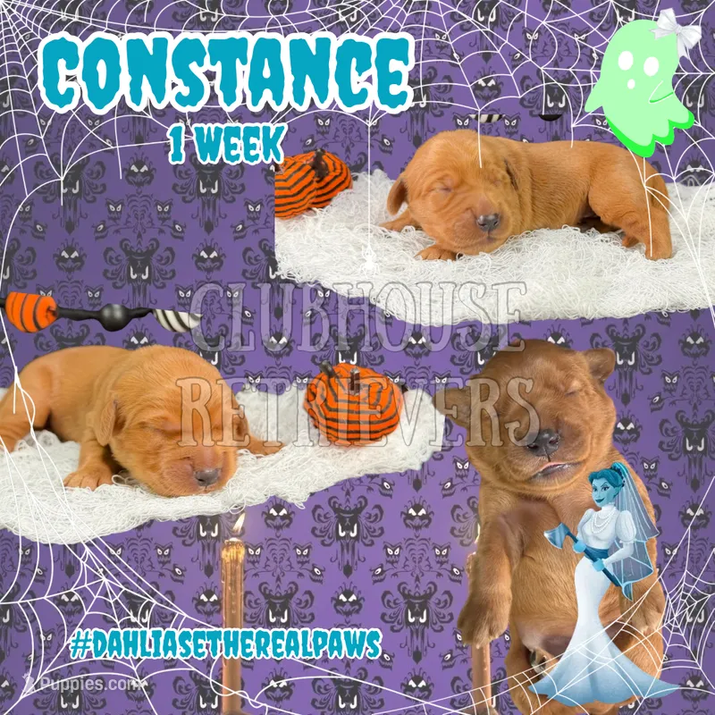 Constance – Golden Retriever puppy for sale in El Mirage, AZ