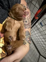 Gus, a male Golden Retriever for sale in El Mirage, AZ – 3 of 4