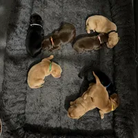 Clawhauser, a male Goldador for sale in El Mirage, AZ – Photo 3 of 3