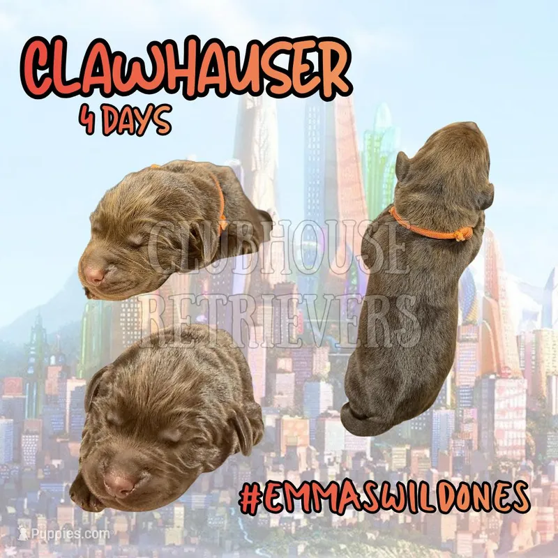 Clawhauser