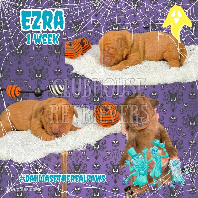 Ezra – Golden Retriever puppy for sale in El Mirage, AZ