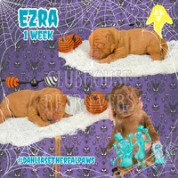 Ezra, a male Golden Retriever for sale in El Mirage, AZ – 1 of 4