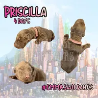 Priscilla, a female Goldador for sale in El Mirage, AZ – Photo 1 of 3