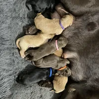 Priscilla, a female Goldador for sale in El Mirage, AZ – Photo 2 of 3