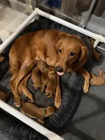 Gracey , a female Golden Retriever for sale in El Mirage, AZ – 3 of 5