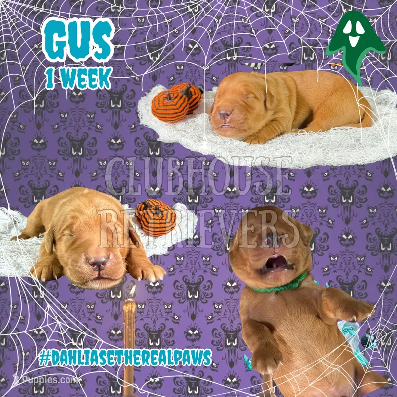 Gus – Golden Retriever puppy for sale in El Mirage, AZ