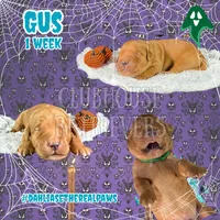 Gus, a male Golden Retriever for sale in El Mirage, AZ – 1 of 4