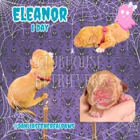 Eleanor, a female Golden Retriever for sale in El Mirage, AZ – 2 of 4