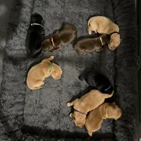 Bellwether, a female Goldador for sale in El Mirage, AZ – Photo 3 of 3