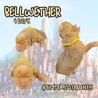 Bellwether, a female Goldador for sale in El Mirage, AZ – Photo 1 of 3