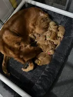Eleanor, a female Golden Retriever for sale in El Mirage, AZ – 3 of 4