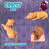 Gracey , a female Golden Retriever for sale in El Mirage, AZ – 2 of 5