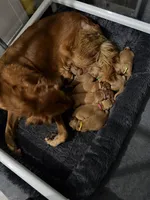 Gracey , a female Golden Retriever for sale in El Mirage, AZ – 4 of 5