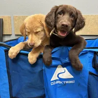 All colors and Coats, a  Goldador for sale in El Mirage, AZ – Photo 4 of 5