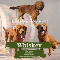 All colors and Coats, a  Goldador for sale in El Mirage, AZ – Photo 2 of 5