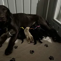 All colors and Coats, a  Goldador for sale in El Mirage, AZ – Photo 3 of 5