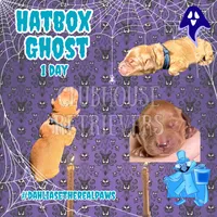 Hatbox Ghost, a male Golden Retriever for sale in El Mirage, AZ – 2 of 4