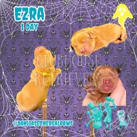 Ezra, a male Golden Retriever for sale in El Mirage, AZ – 2 of 4