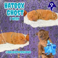 Hatbox Ghost, a male Golden Retriever for sale in El Mirage, AZ – 1 of 4