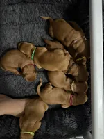 Hatbox Ghost, a male Golden Retriever for sale in El Mirage, AZ – 4 of 4